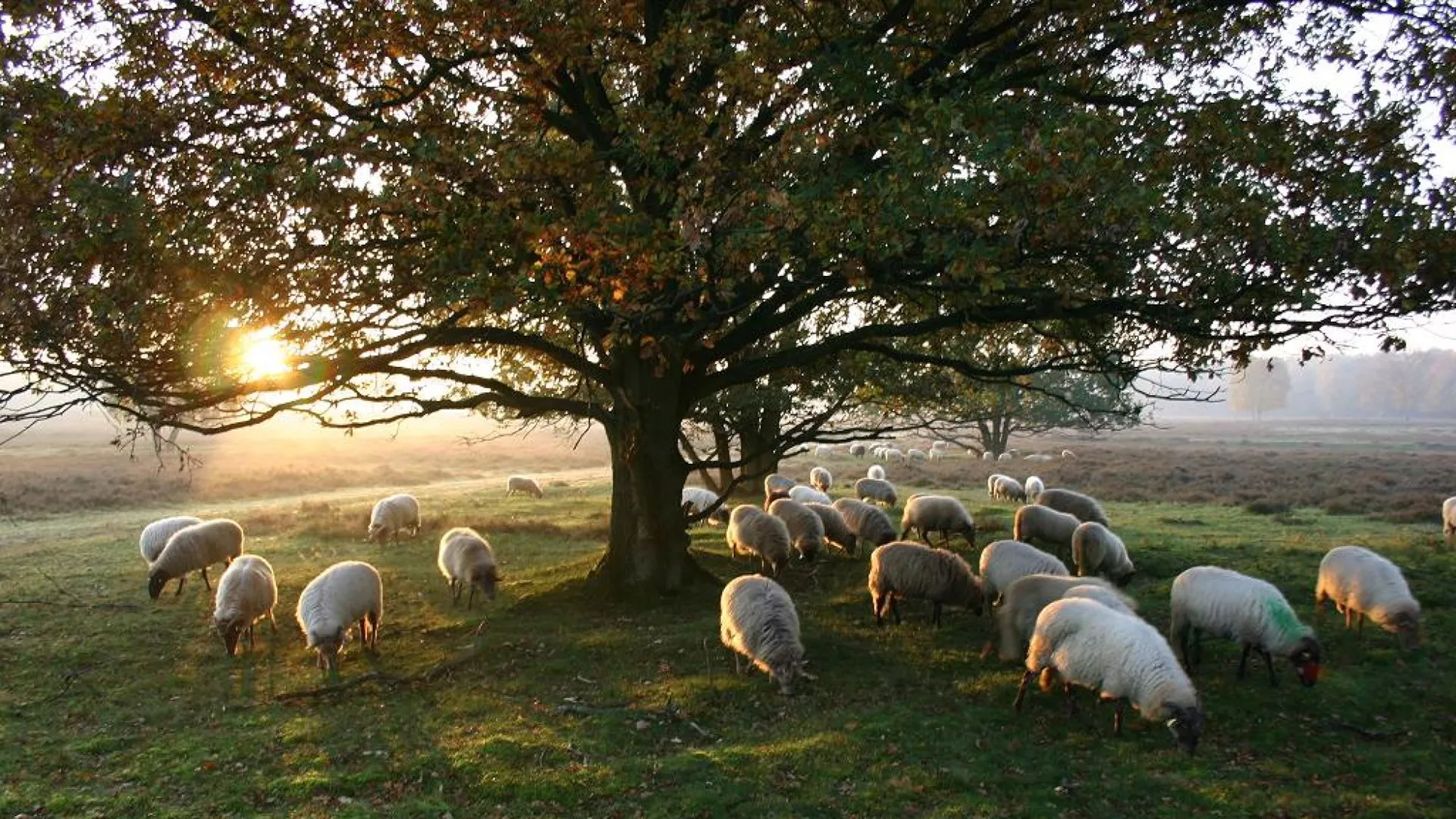 Gemeentelijke banner