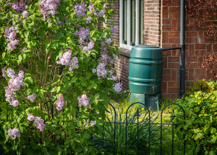 Regenton aangesloten op regenpijp vangt regenwater op voor tuinbesproeiing en waterbeheer.