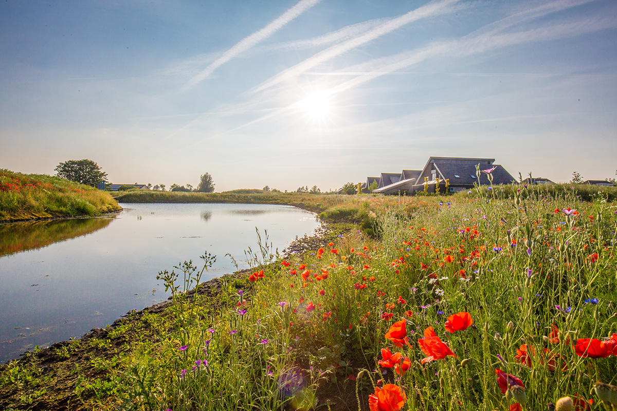 Groene Gordel Buitenpost met zon en rode klaprozen op de voorgrond