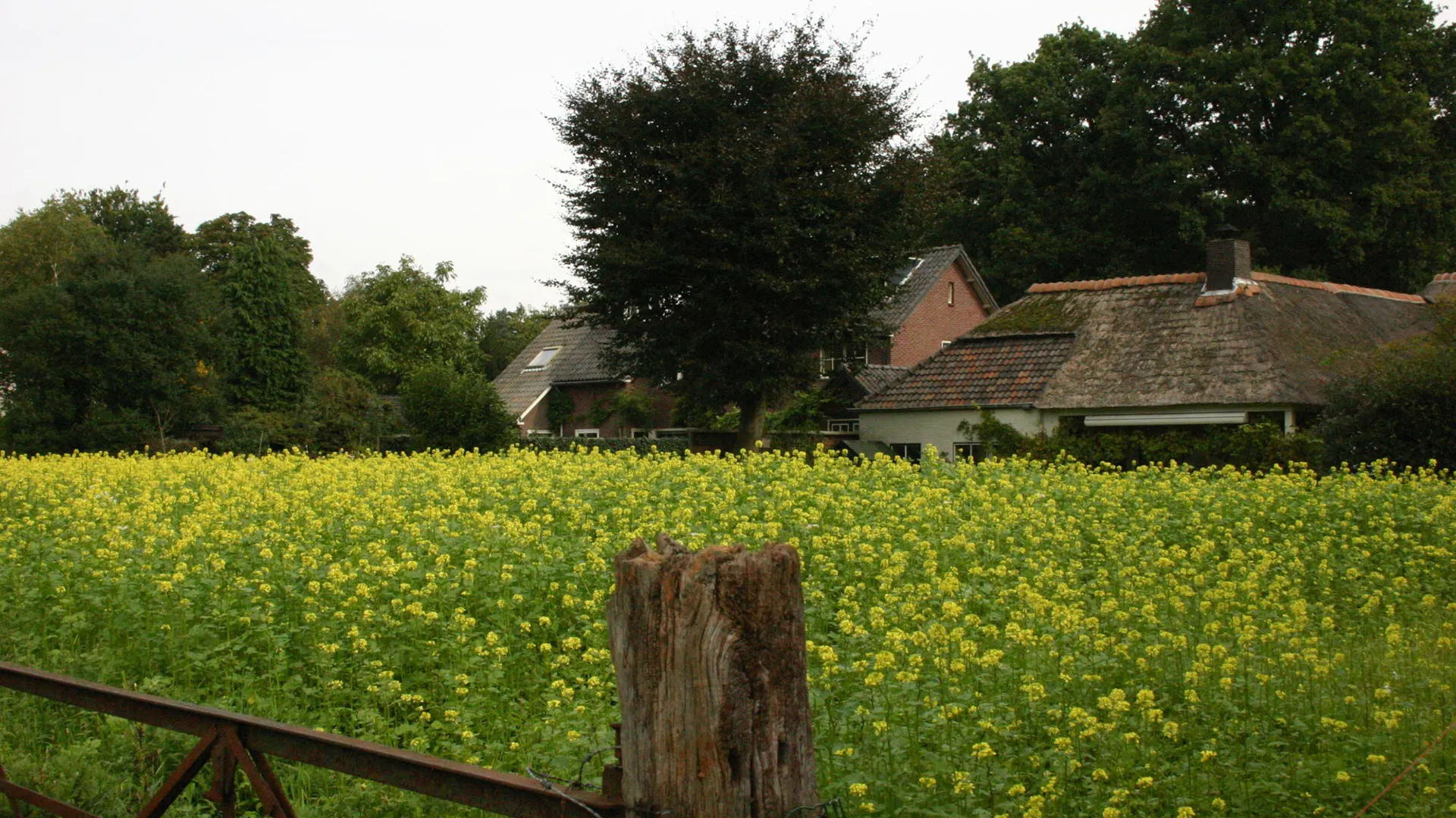 Gemeentelijke banner